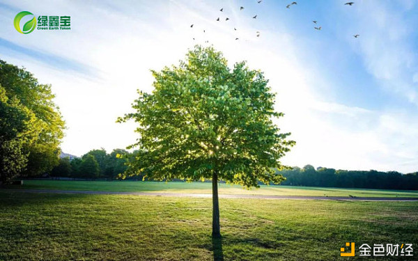 绿鑫宝——在线植树兴起促进广东林业进一步生长
