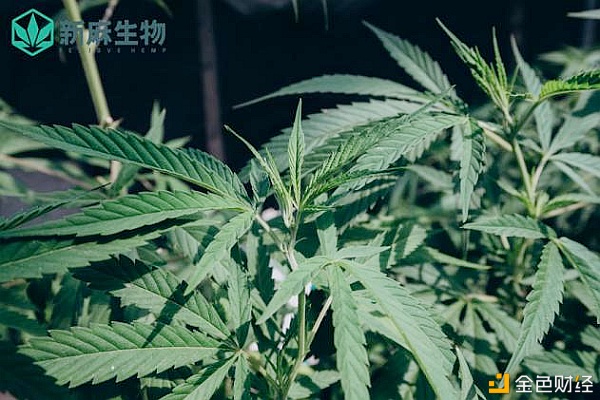 官宣——黑龙江省将加大生长家当大麻行业