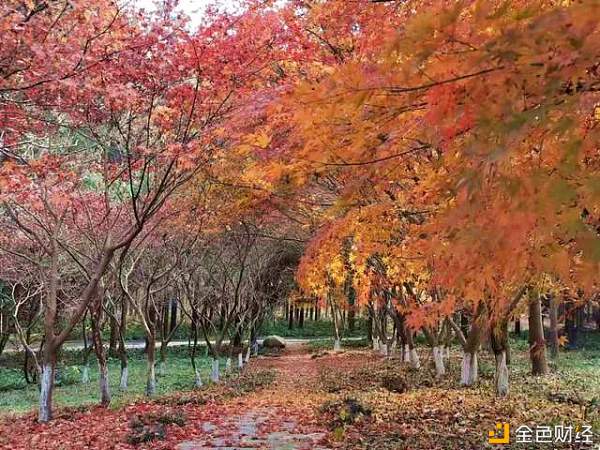 东平国家森林公园最美落叶季落叶成美景创意留住美