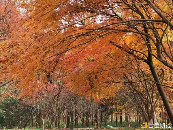 东平国家森林公园最美落叶季落叶成美景创意留住美