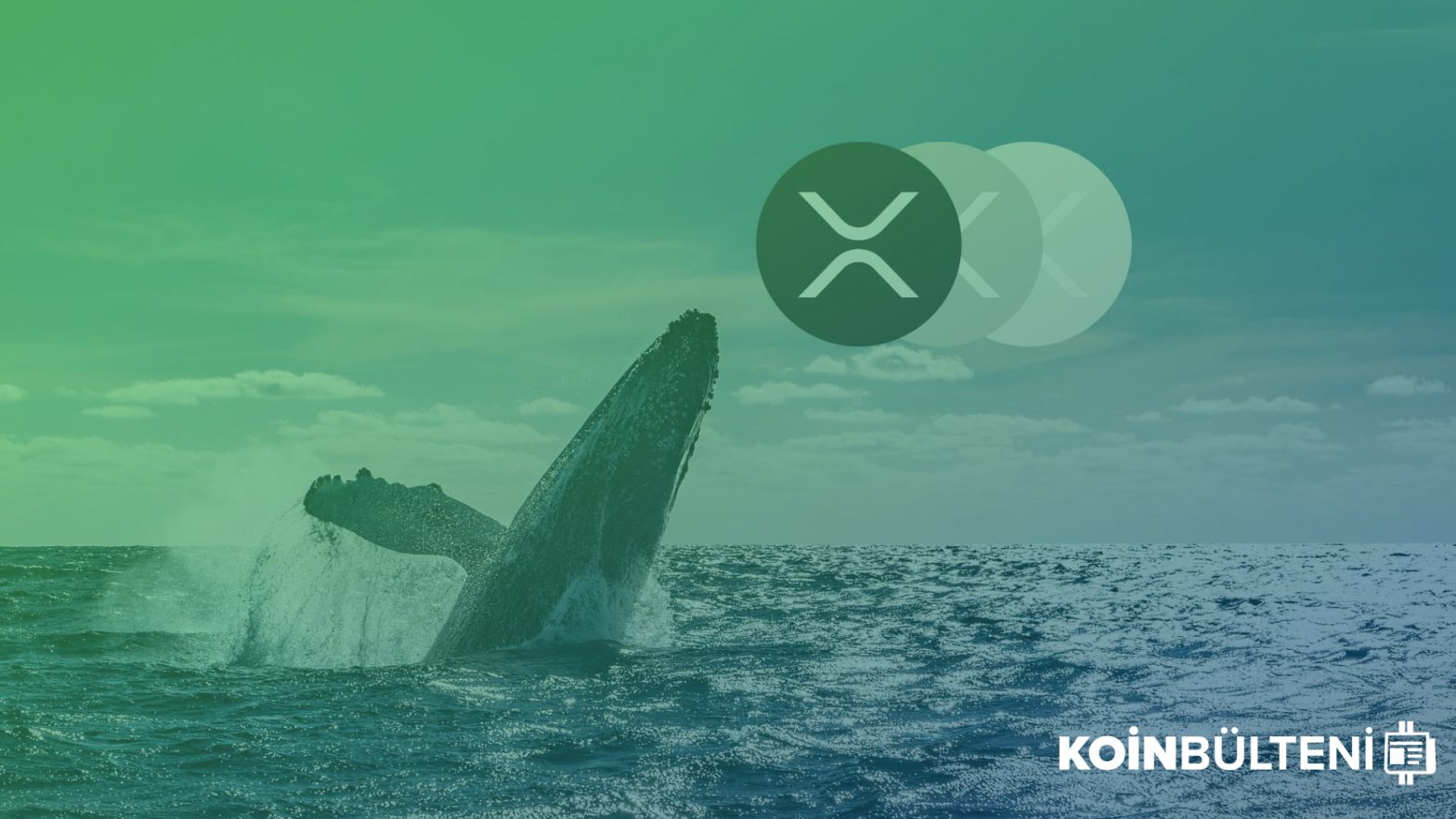 XRP的新记录：鲸鱼数量从未增加